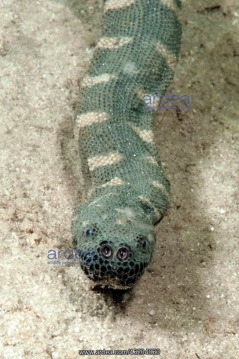: Indian warty snake (Acrochordus granulatus), Philippine : Indian warty snake (Acrochordus granulatus), Philippine