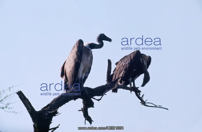 : Indian White-backed / Indian White-rumped / Oriental : Indian White-backed / Indian White-rumped / Oriental