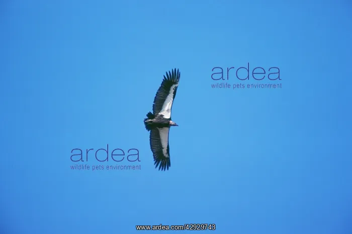  : Indian White-backed  /  Indian White-rumped  /  Oriental