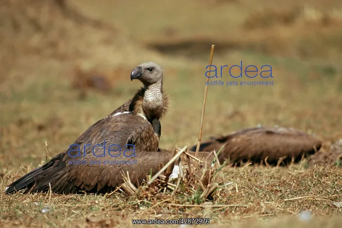 : Indian White-backed / Oriental White-backed / Indian : Indian White-backed / Oriental White-backed / Indian