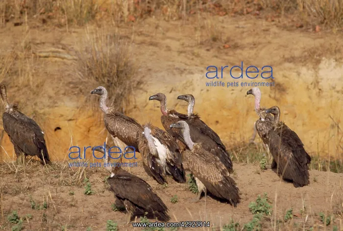 : Indian White-backed VULTURE : Indian White-backed VULTURE