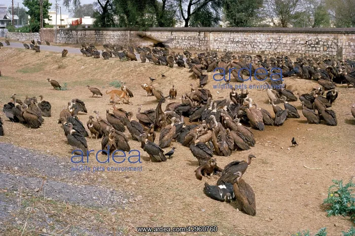 : Indian White-backed Vultures : Indian White-backed Vultures