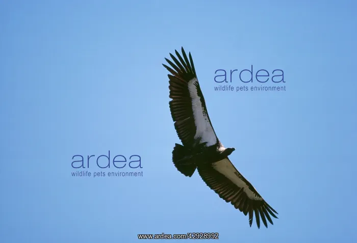 : Indian White-backed / White-rumped / Oriental White-backed : Indian White-backed / White-rumped / Oriental White-backed