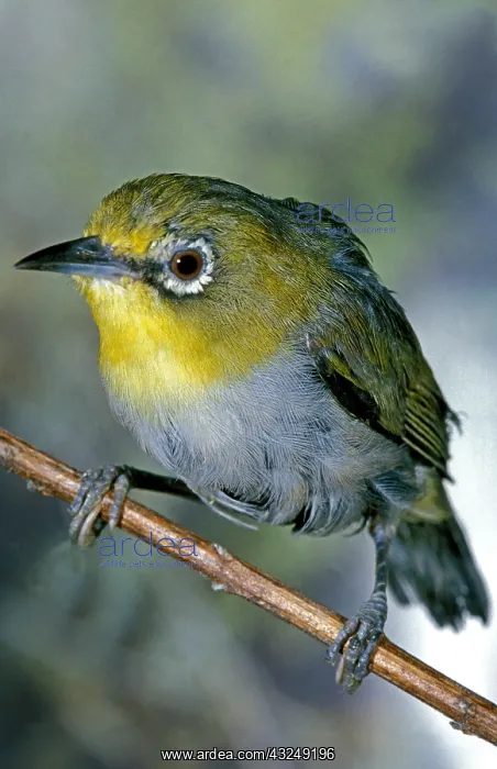 : Indian White-Eye Zosterops, zosterops palpebrosa : Indian White-Eye Zosterops, zosterops palpebrosa