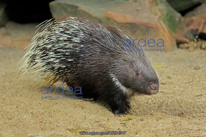 : Indian white-tailed porcupine (Hystrix indica) : Indian white-tailed porcupine (Hystrix indica)