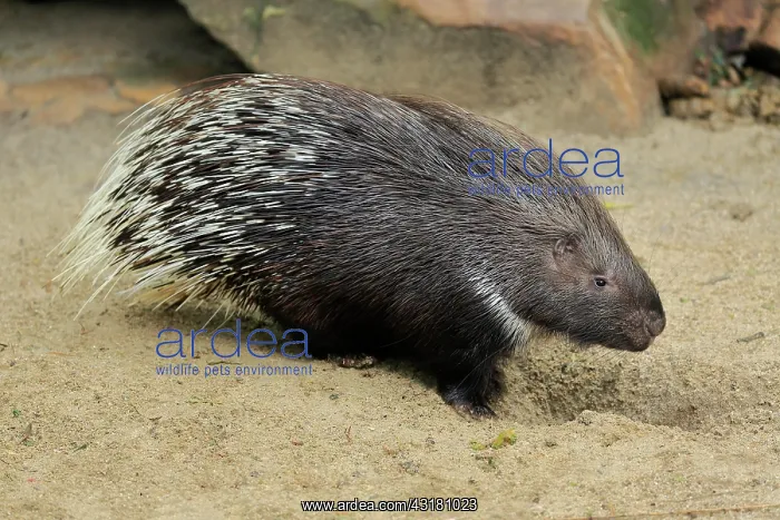 : Indian white-tailed porcupine (Hystrix indica) : Indian white-tailed porcupine (Hystrix indica)