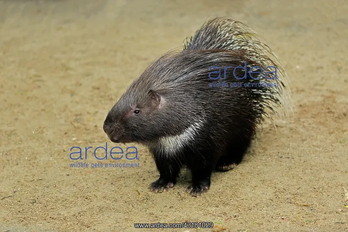 : Indian white-tailed porcupine (Hystrix indica) : Indian white-tailed porcupine (Hystrix indica)