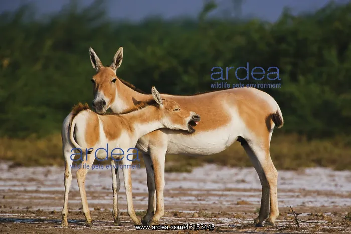 : Indian Wild Ass : Indian Wild Ass