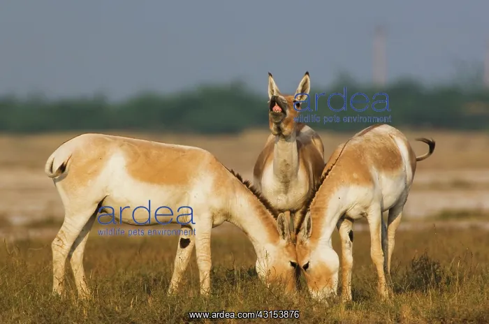 : Indian Wild Ass : Indian Wild Ass