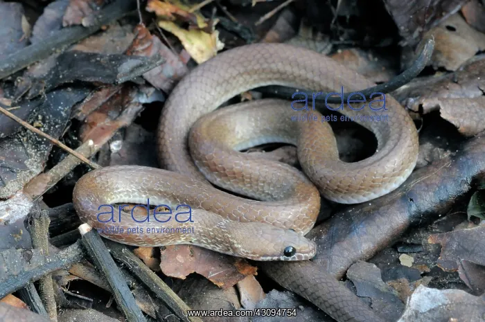 : Indian Wolf snake : Indian Wolf snake