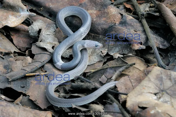 : Indian Wolf snake : Indian Wolf snake