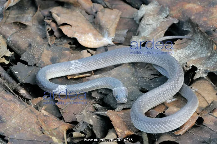 : Indian Wolf snake : Indian Wolf snake