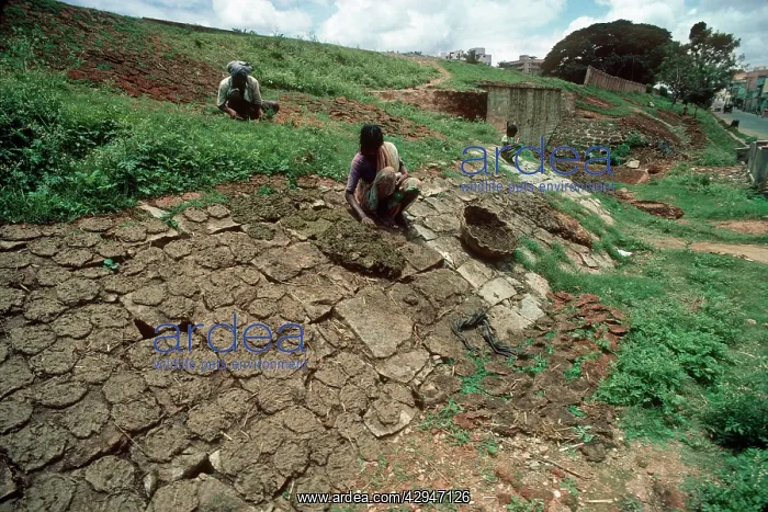 : Indian women drying cow dung for fuel : Indian women drying cow dung for fuel