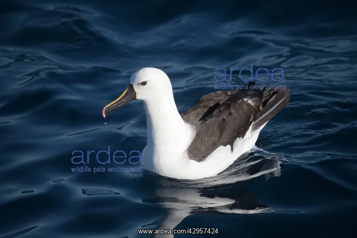 : Indian Yellow-nosed Albatross : Indian Yellow-nosed Albatross