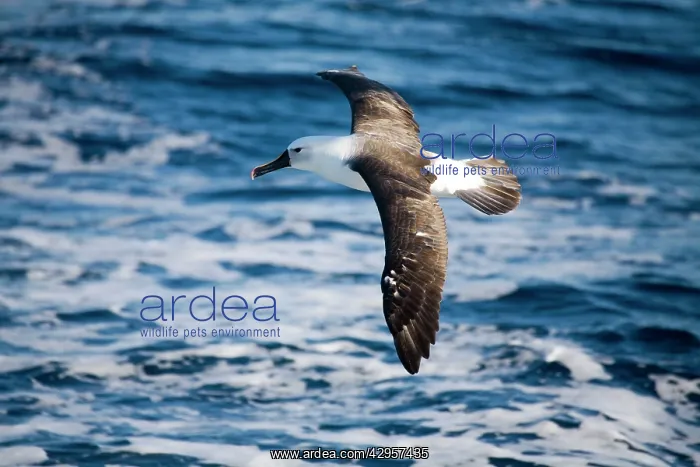 : Indian Yellow-nosed Albatross : Indian Yellow-nosed Albatross