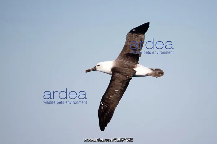 : Indian Yellow-nosed Albatross in flight : Indian Yellow-nosed Albatross in flight