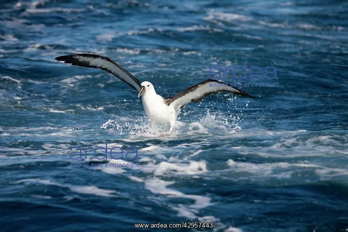 : Indian Yellow-nosed Albatross landing : Indian Yellow-nosed Albatross landing