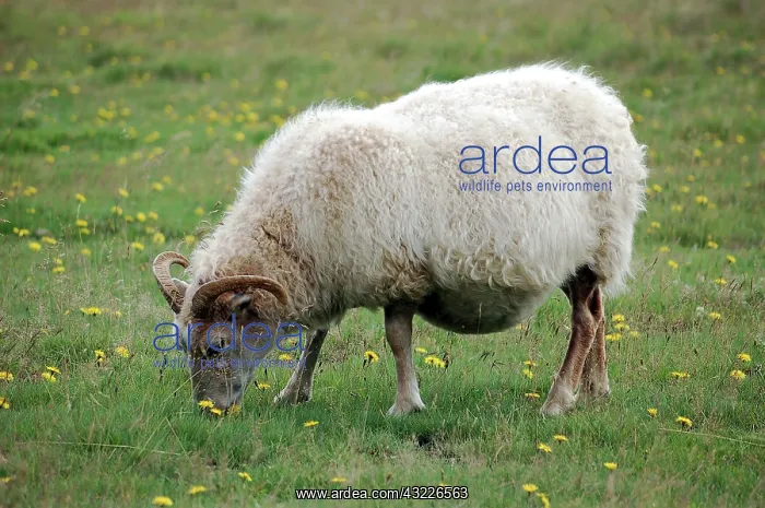 : Indigenous sheep, Golden Circle Tour, Iceland : Indigenous sheep, Golden Circle Tour, Iceland