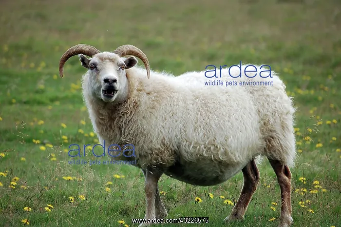 : Indigenous sheep, Golden Circle Tour, Iceland : Indigenous sheep, Golden Circle Tour, Iceland