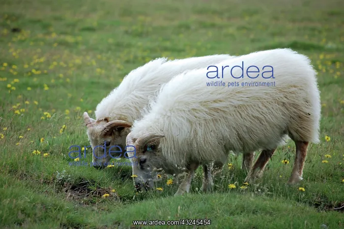  : Indigenous sheep, Golden Circle Tour, Iceland