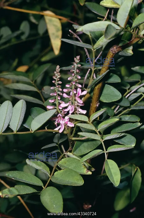 : INDIGO - (A source of dye) : INDIGO - (A source of dye)