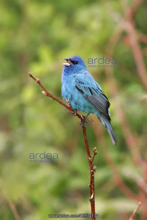 : Indigo Bunting : Indigo Bunting