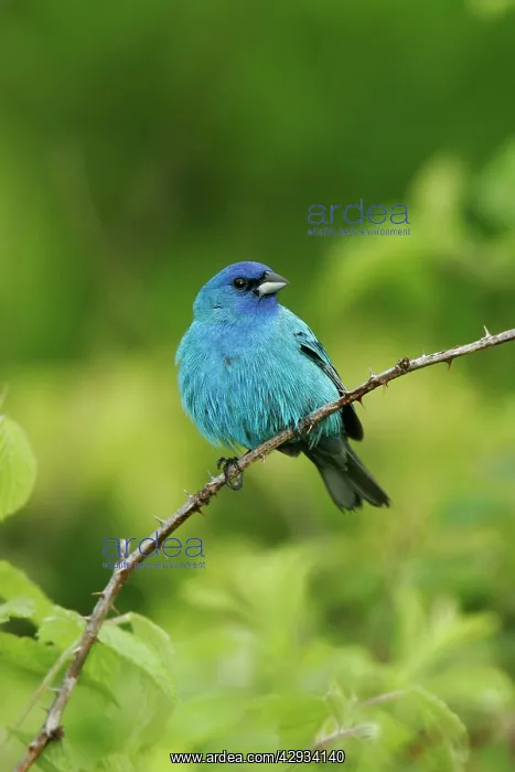 : Indigo Bunting : Indigo Bunting