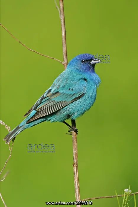 : Indigo Bunting : Indigo Bunting