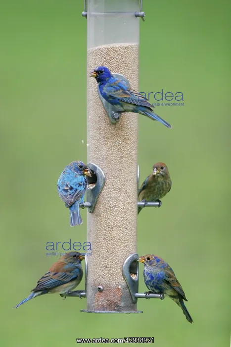 : Indigo Bunting : Indigo Bunting