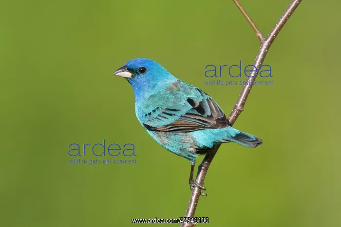 : Indigo Bunting : Indigo Bunting