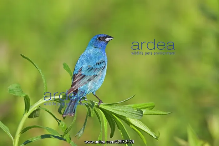 : Indigo Bunting, Adult male in breeding season : Indigo Bunting, Adult male in breeding season