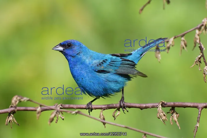  : Indigo Bunting, Adult male in breeding season