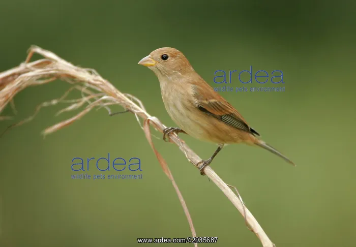 : Indigo Bunting - February : Indigo Bunting - February
