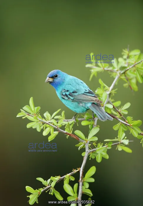: Indigo Bunting - male : Indigo Bunting - male