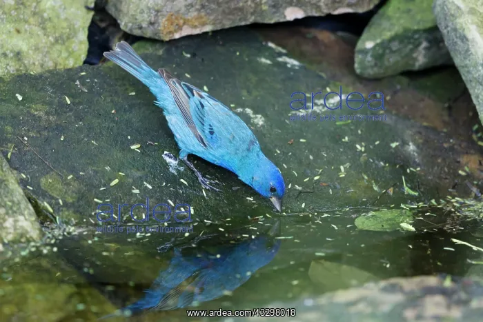 : Indigo Bunting - male washing : Indigo Bunting - male washing