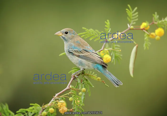 : Indigo Bunting - moulting male, February : Indigo Bunting - moulting male, February