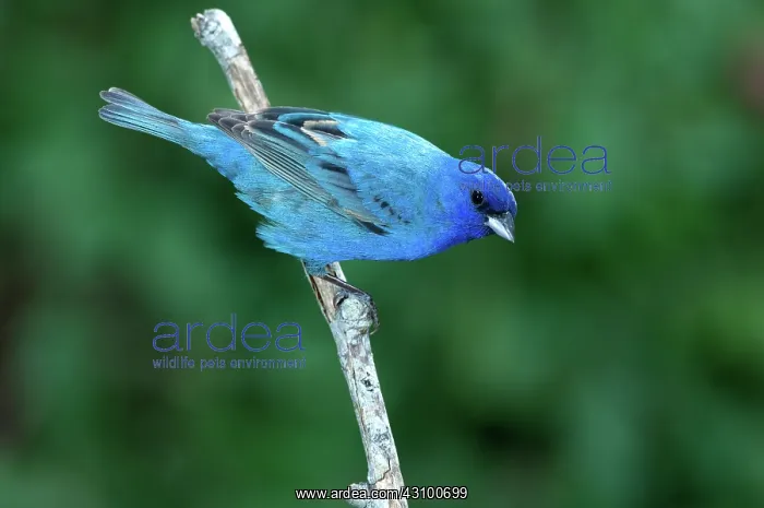 : Indigo Bunting (Passerina cyanea) : Indigo Bunting (Passerina cyanea)