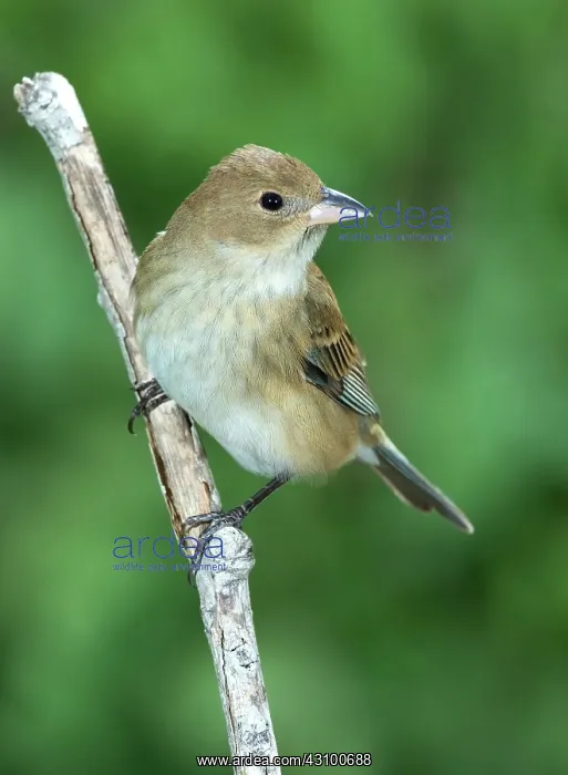 : Indigo Bunting (Passerina cyanea) female : Indigo Bunting (Passerina cyanea) female