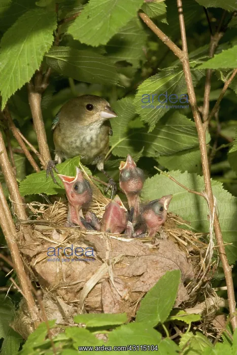 : Indigo Buntings : Indigo Buntings