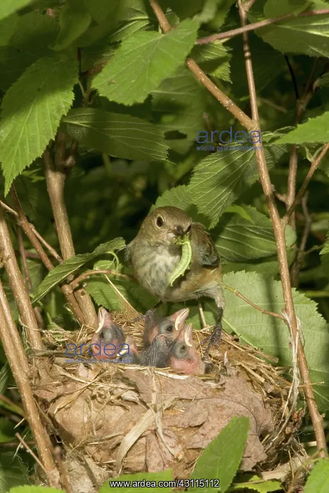 : Indigo Buntings : Indigo Buntings