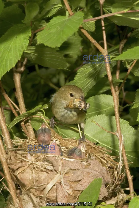 : Indigo Buntings : Indigo Buntings