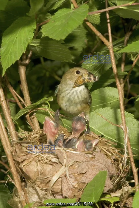 : Indigo Buntings : Indigo Buntings