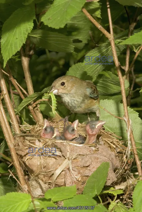 : Indigo Buntings : Indigo Buntings