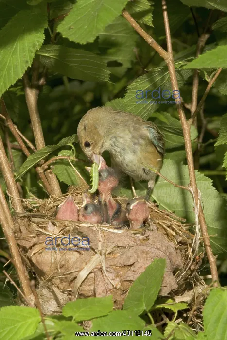 : Indigo Buntings : Indigo Buntings