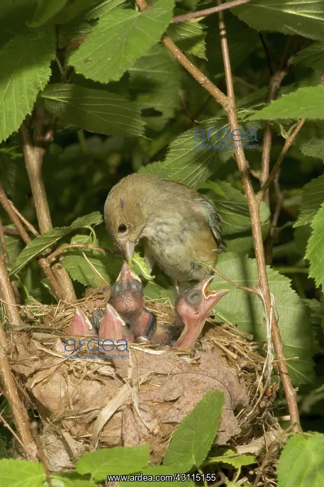 : Indigo Buntings : Indigo Buntings