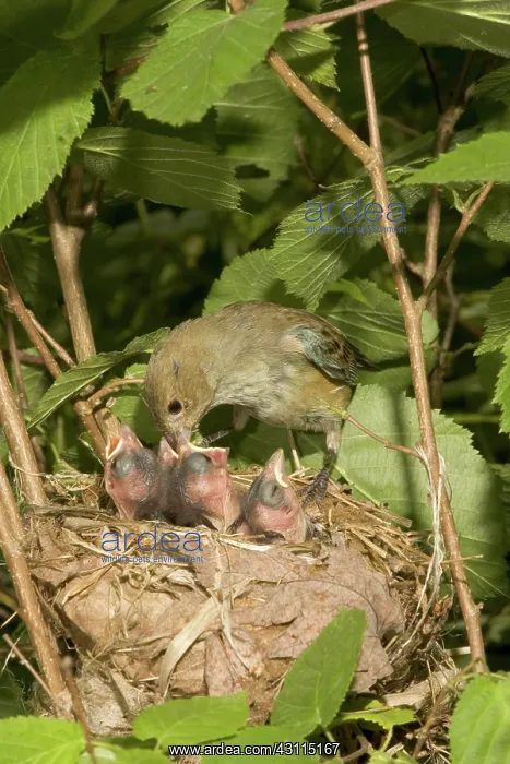 : Indigo Buntings : Indigo Buntings