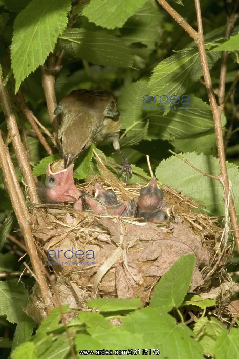 : Indigo Buntings : Indigo Buntings