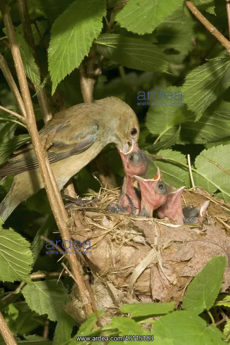 : Indigo Buntings : Indigo Buntings