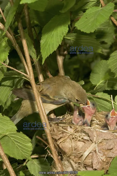 : Indigo Buntings : Indigo Buntings