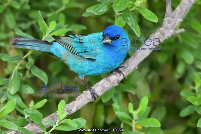 : Indigo Buntings (Passerina cyanea) males : Indigo Buntings (Passerina cyanea) males
